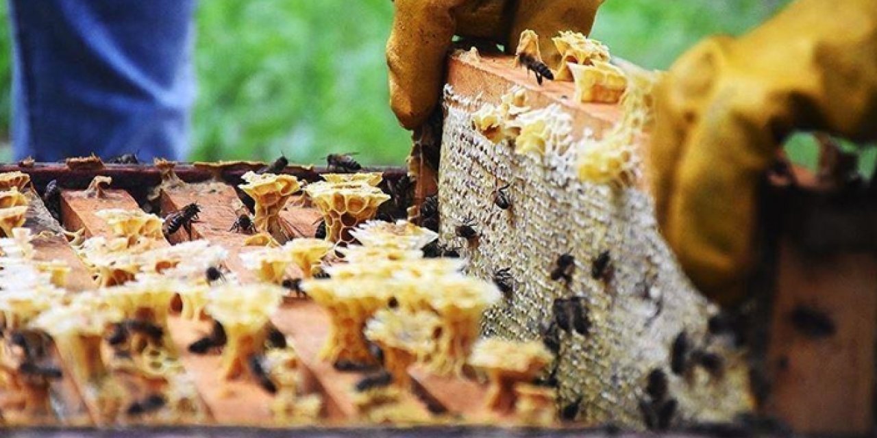 Doğu Karadeniz'in bal ihracatı 2 milyon doları aştı
