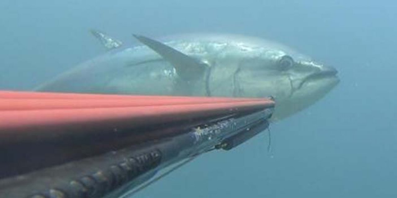 Zıpkınla yapılan balık avı balık popülasyonunu olumsuz etkiliyor