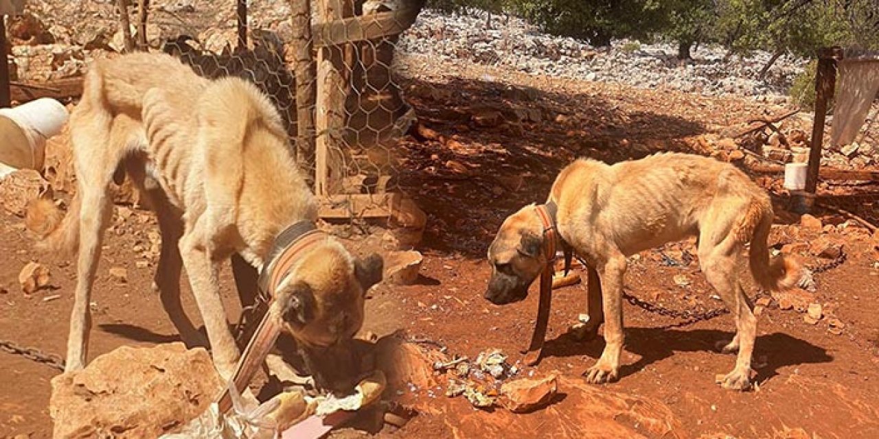 Antalya’da korkunç iddia! Ağaca bağlı köpekler ölüme mi terk edildi?
