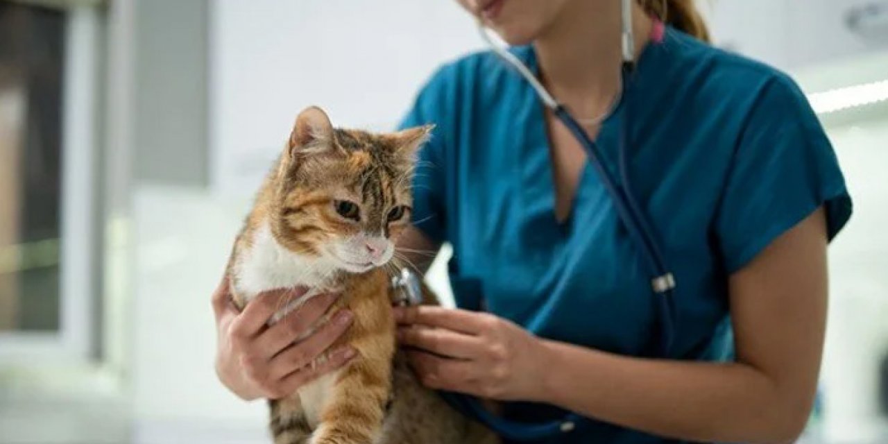 Türk veteriner hekimlerinden cerrahi müdahale tepkisi