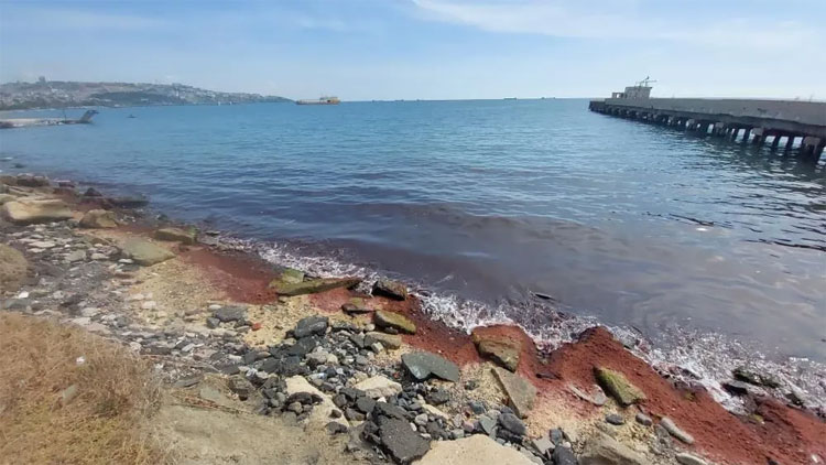 Marmara Denizi kıyılarında korkutan görüntü!