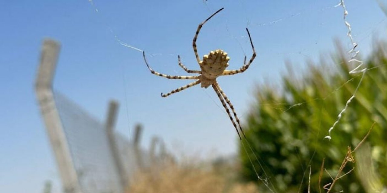 Dünyanın en tehlikeli örümceklerinden olan ‘argiope lobata’  Malatya'da görüldü!