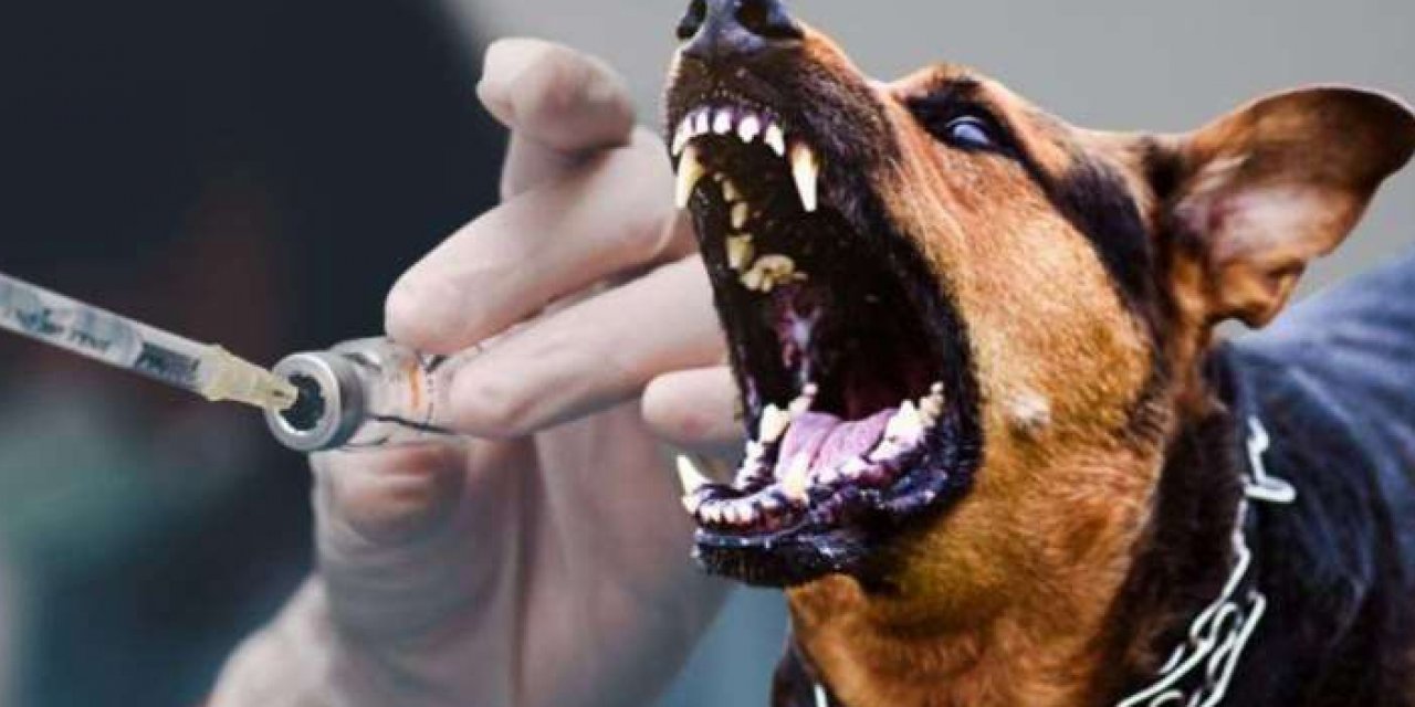 İstanbul Valiliği'nden 'Kuduz Paniği' açıklaması