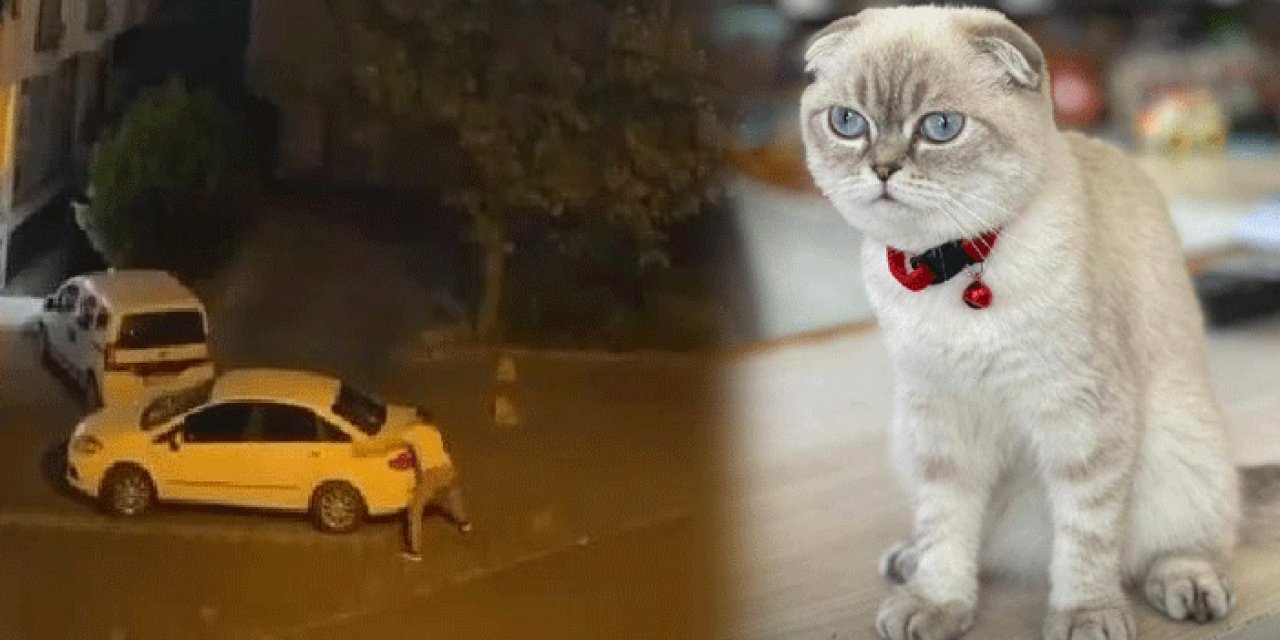 Kedi kavgasında yanlışlıkla kuryeyi vurdular