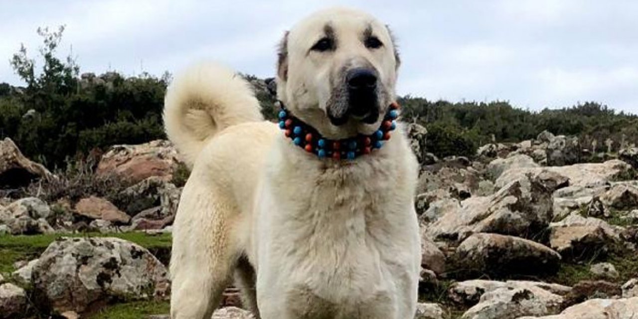 Kangal köpekleri projesine 740 bin TL'lik destek