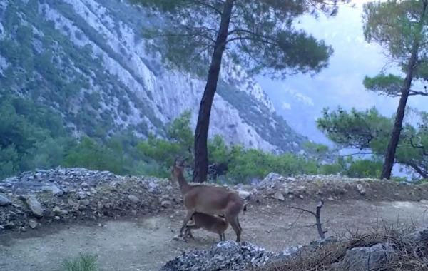 Yaban keçileri yavrularını beslerken fotokapana yakalandı!