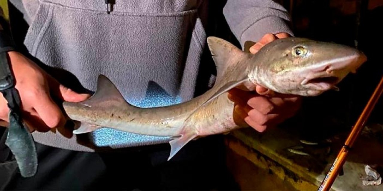 Balık tutmak isterken köpek balığı avladı