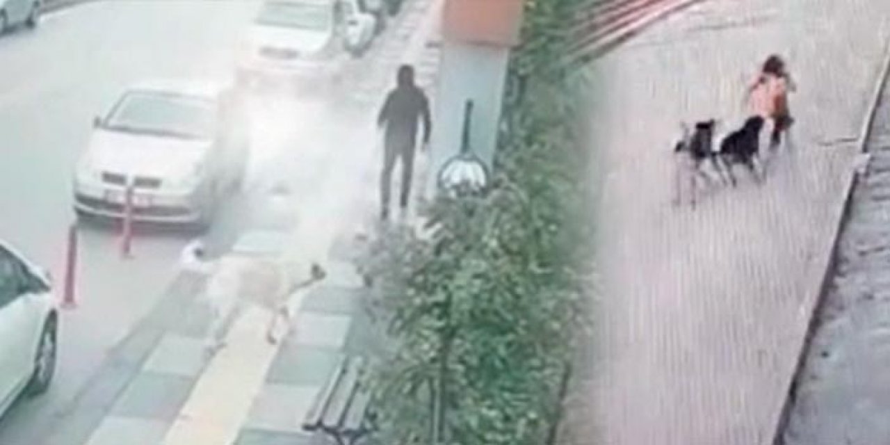 Ankaralılar çözüm bekliyor: Saldırgan başıboş sokak köpekleri tehlike saçıyor