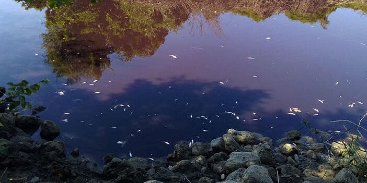Siyaha dönen Çayı'nda balık ölümlerine inceleme başlatıldı