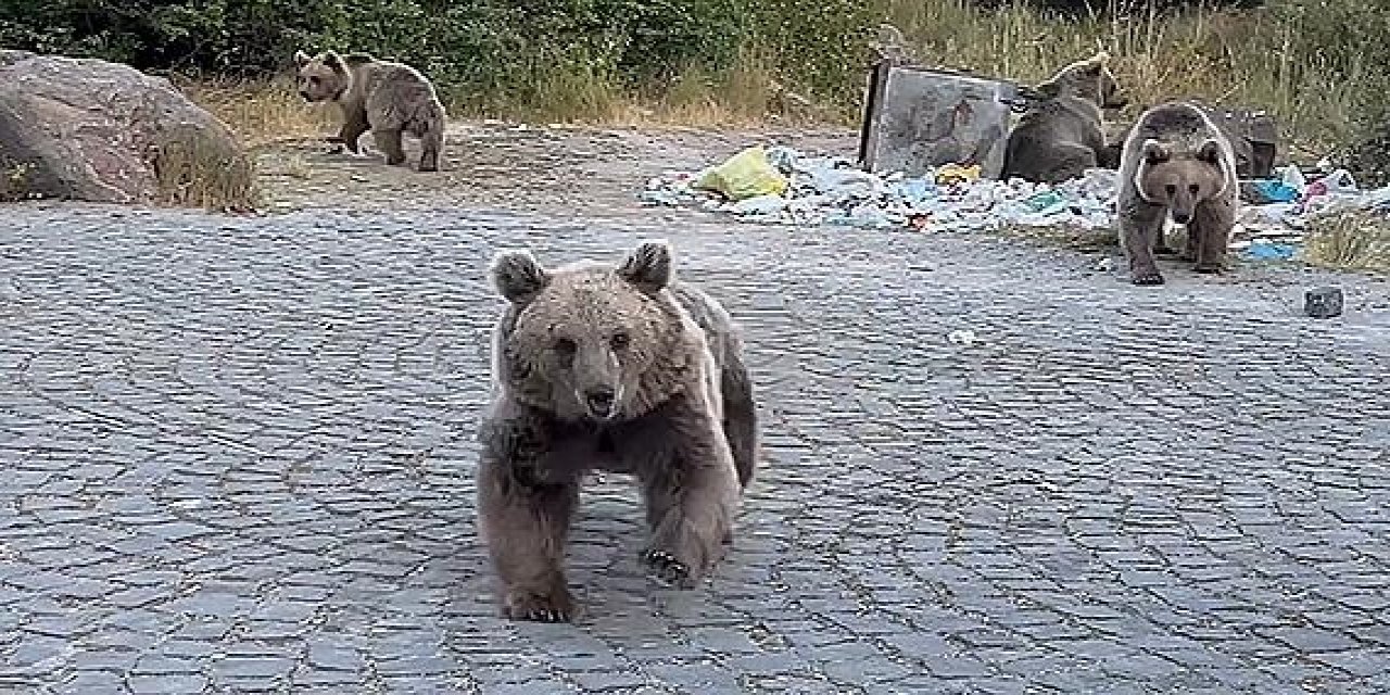 Bitlis'te yabani ayılarla selfi can alıyordu