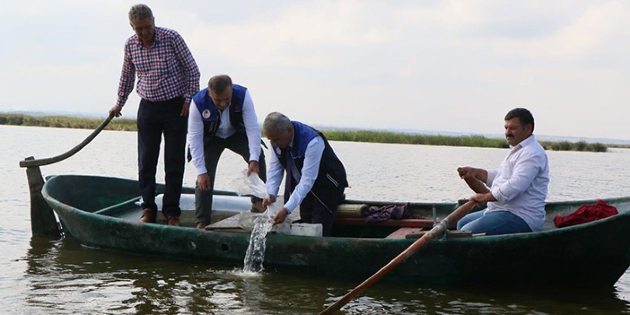 3 milyon 200 bin yavru sazan suya bırakıldı