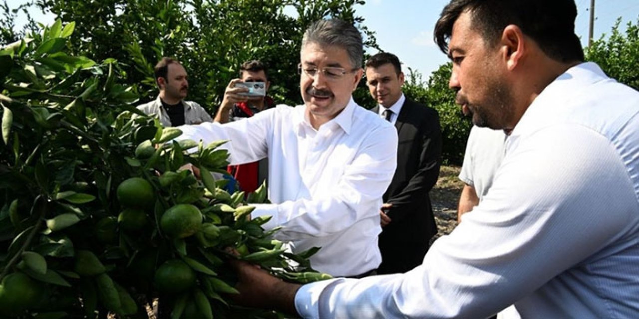 Erkenci mandalinalar toplanmaya başlandı