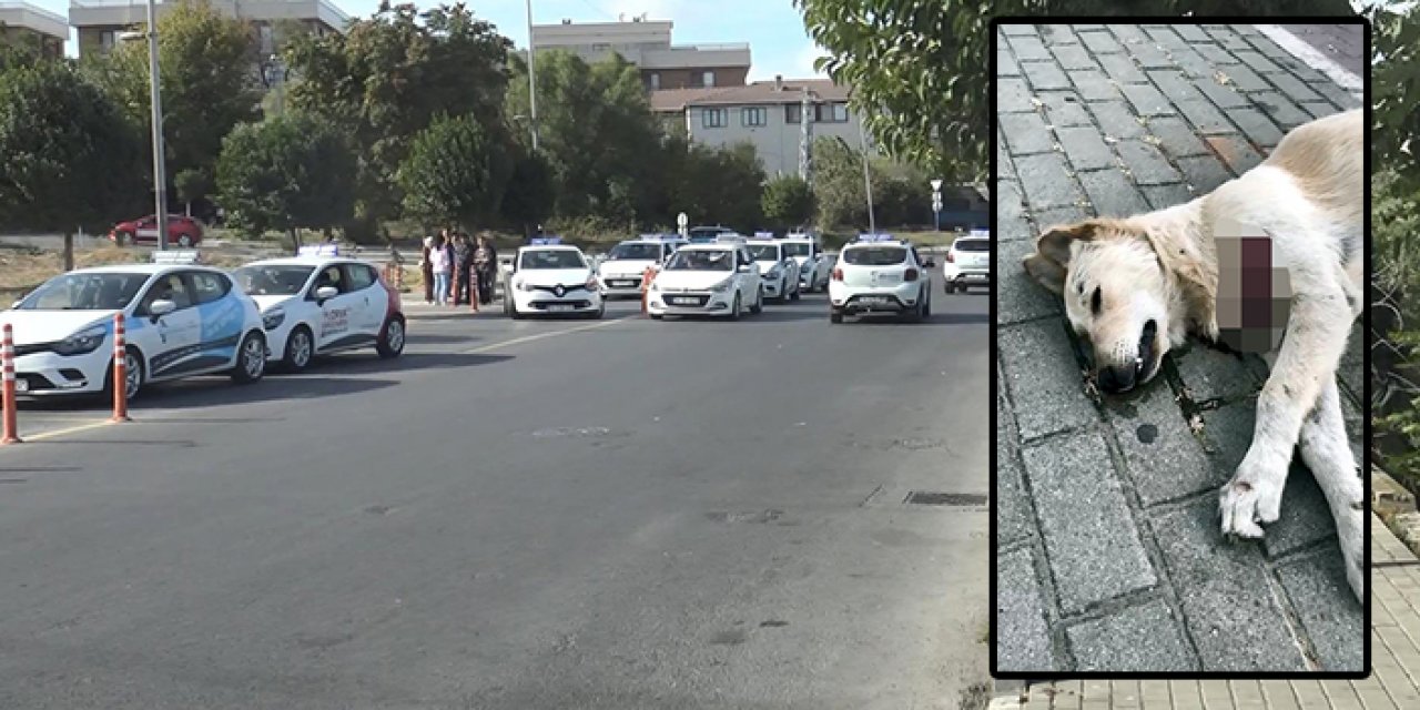 İstanbul'da korkunç olay! Sokak hayvanlarını bıçaklayarak öldürdüler!