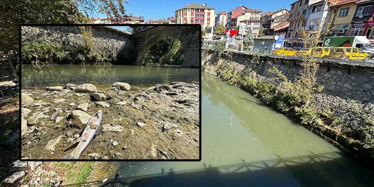 Bartın Irmağı'nda toplu balık ölümleri: Düzensiz yağışlar onları da vurdu