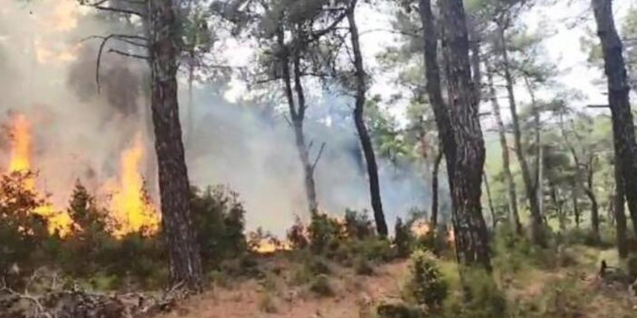 Çanakkale'deki orman yangını kontrol altında