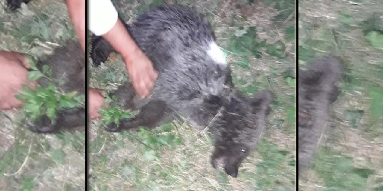 Kastamonu'da yaralı yavru ayı kurtarıldı