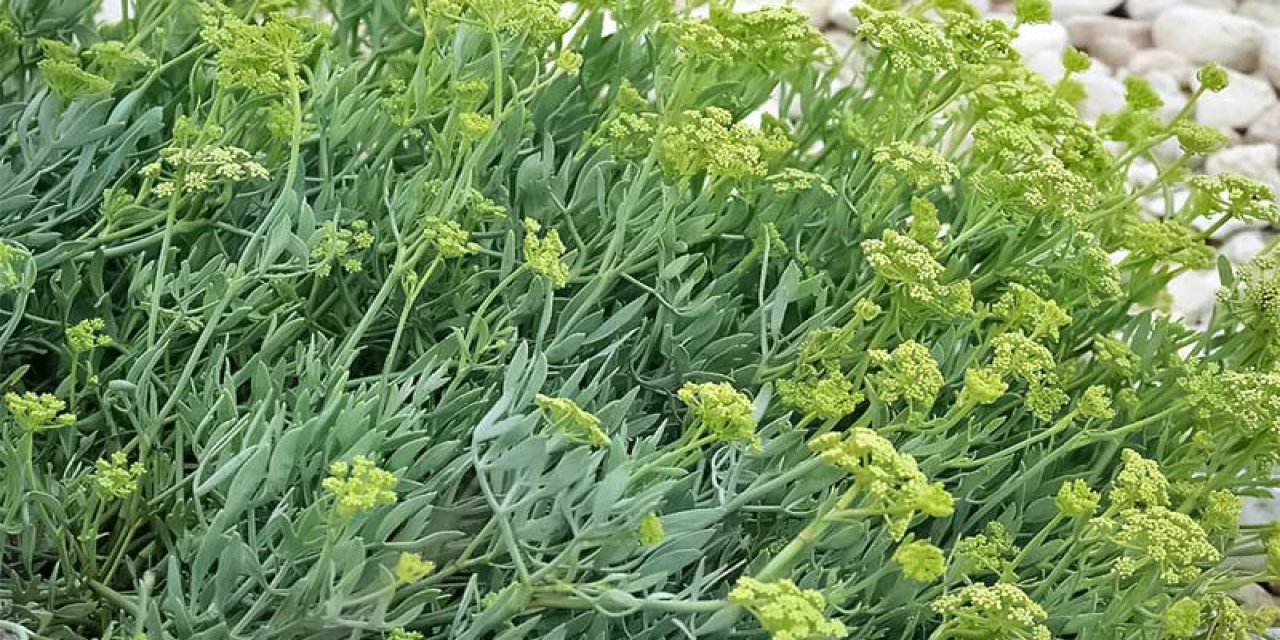 Kaya Koruğu Nedir? Kaya Koruğu Faydaları Nelerdir?