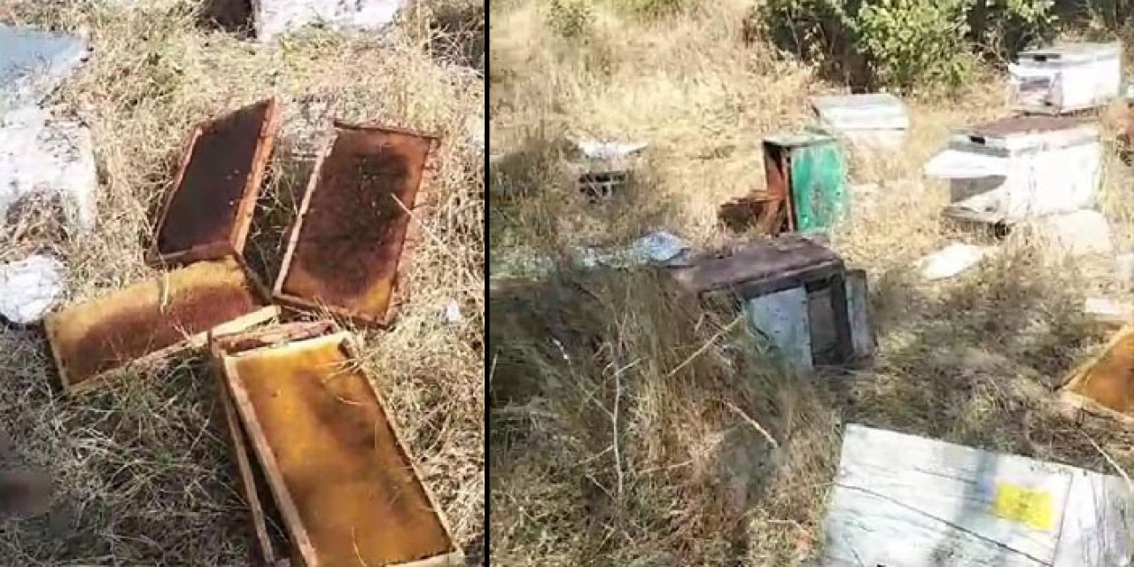 Dağdan mahalleye indiler; arı kovanlarını boşalttılar