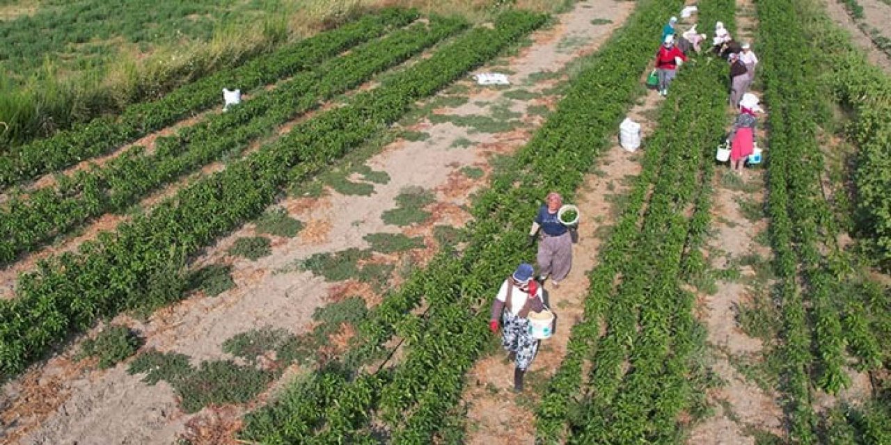 Manisa’ya su geldi toprakta verim arttı