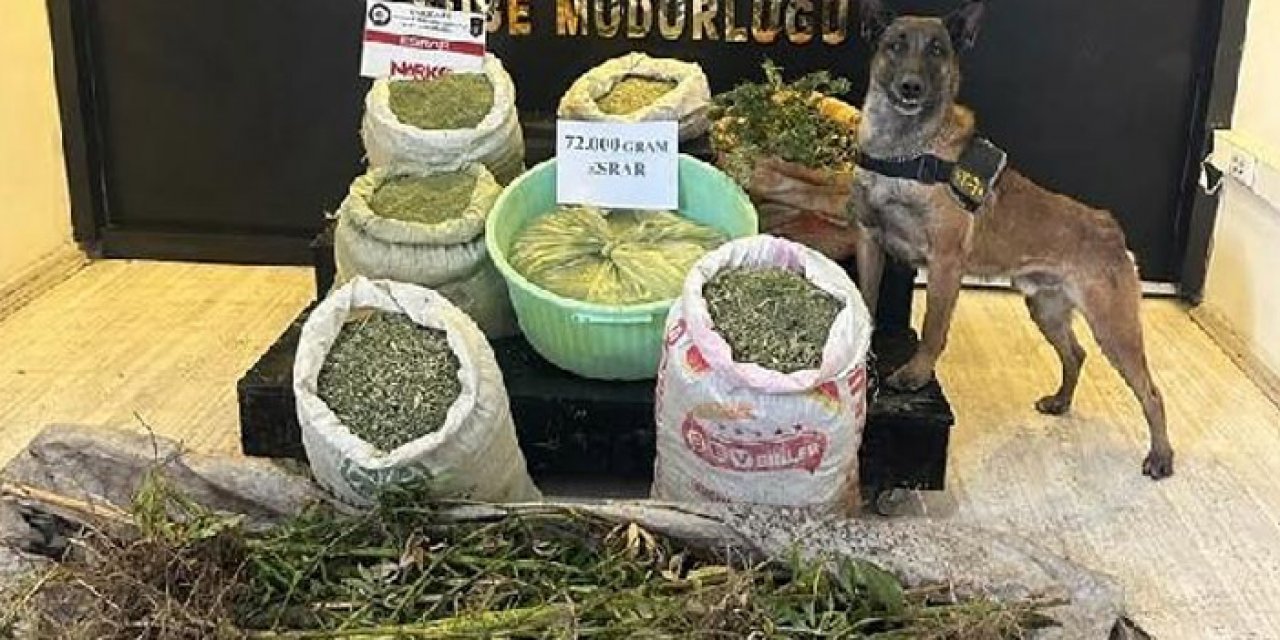 Narkotik köpeği Rüzgar 72 kilo esrar buldu