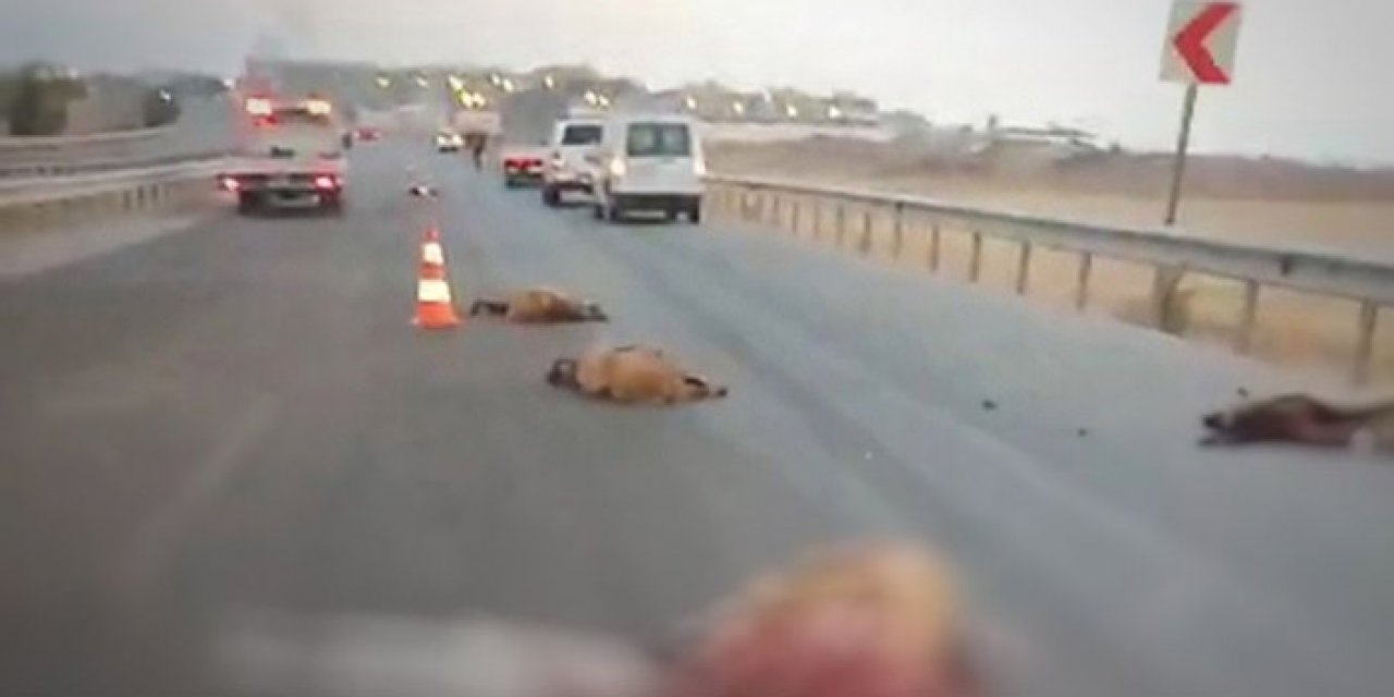 Kamyon sürüye daldı: 17 koyun telef oldu