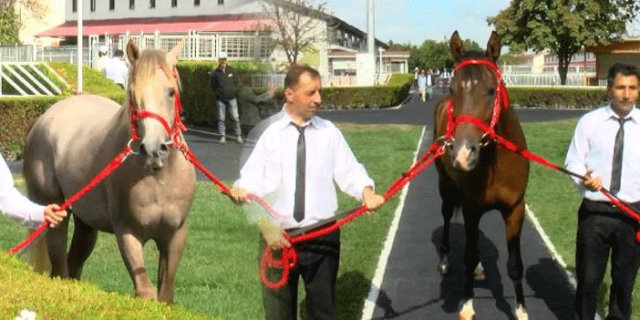 TİGEM safkan Arap yarış taylarını sattı: İşte kazandığı para...