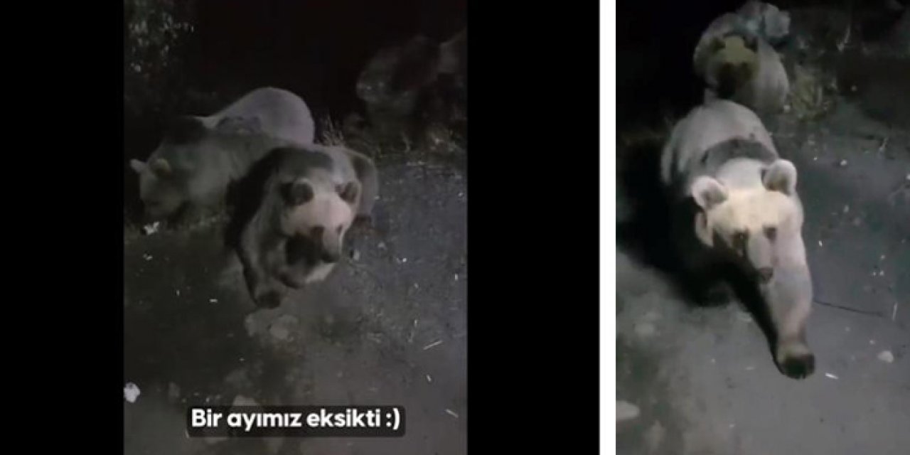 Su Yönetimi ekipleri boz ayıları telefon ile kaydetti