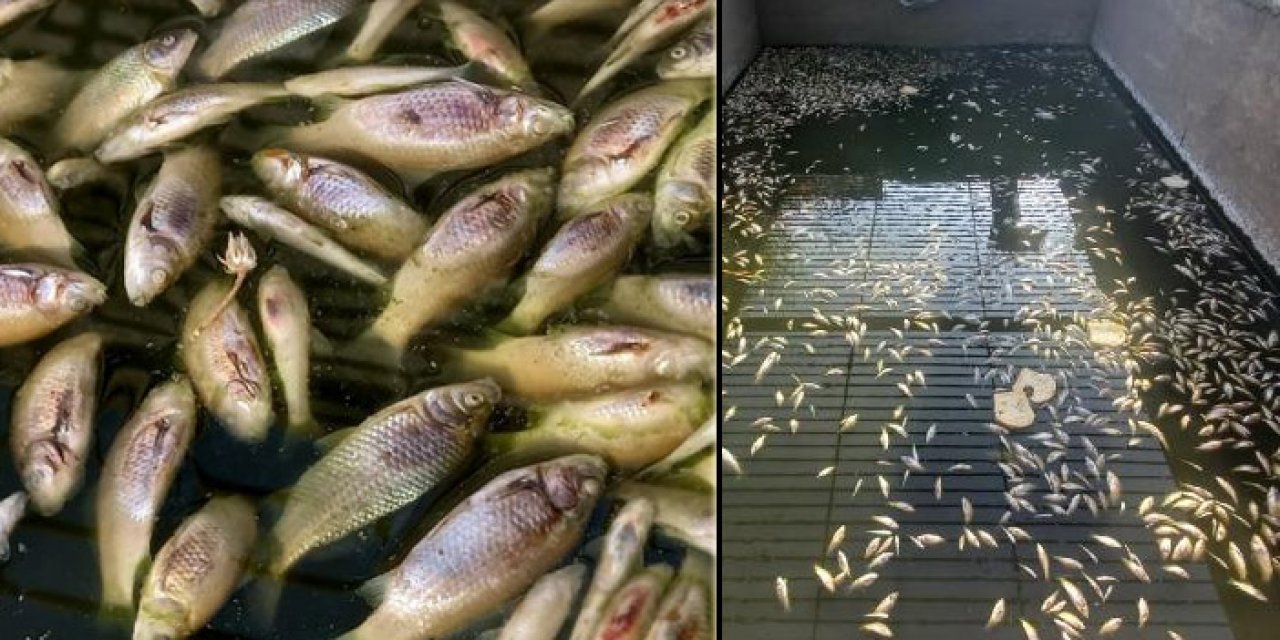 Edirne'de yüzlerce balık oksijensizlikten öldü