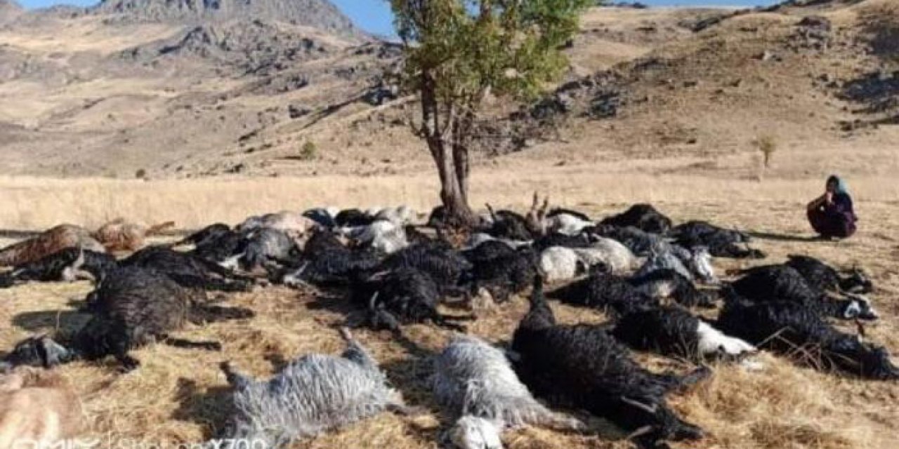 Yıldırım düştü: 62 küçükbaş telef oldu