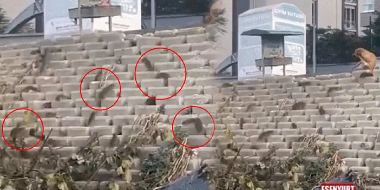 Sokaklarda korkutan görüntü: Onlarca fare mahalleyi istila etti