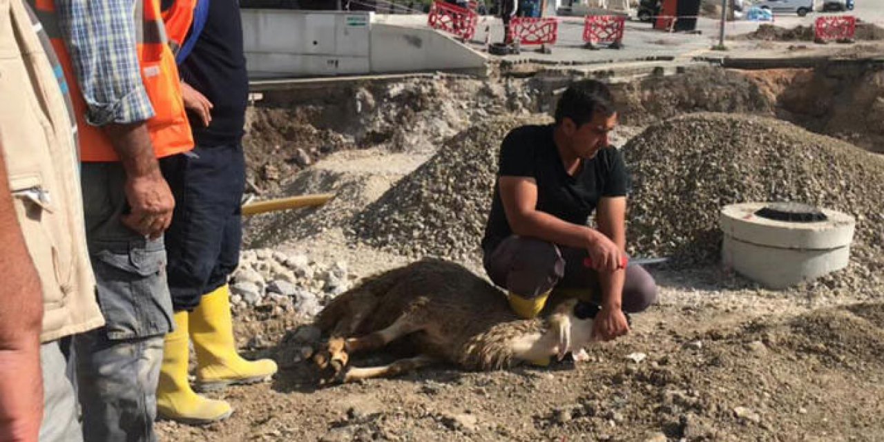 Ankara'da 'kayıp yok' diye kurban kestiler