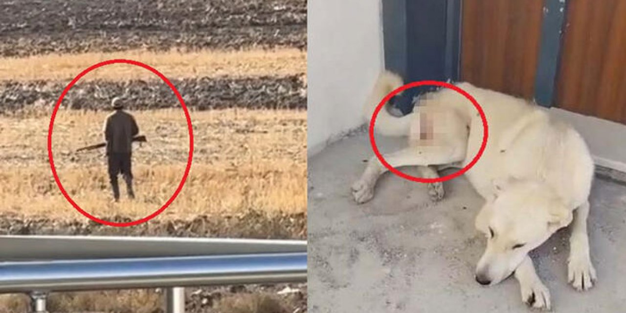 Ördek ve tavuklarını yediği iddiasıyla 2 köpeği vurdu