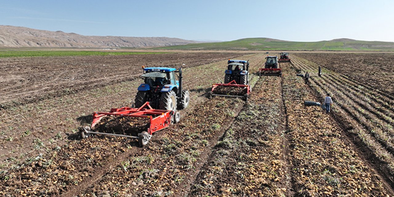 Yerli tohumluk patatesin hasadı başladı