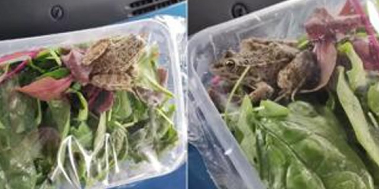 Yine bir gıda terörü! Salatanın içinden çıkana inanamayacaksınız