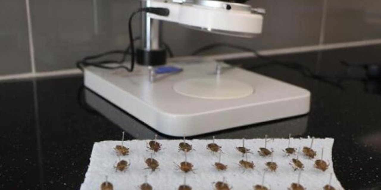 Uzmanları uyardı: "Kahverengi kokarca böcekleri imha edilmeli"