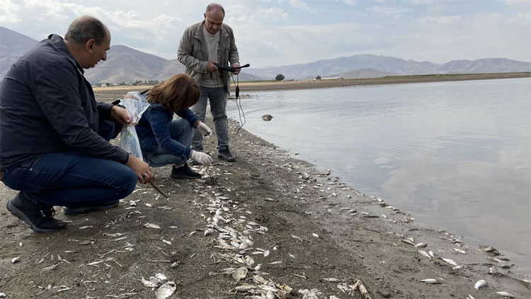 Keban Baraj gölündeki balık ölümleri bakanlığı harekete geçirdi!