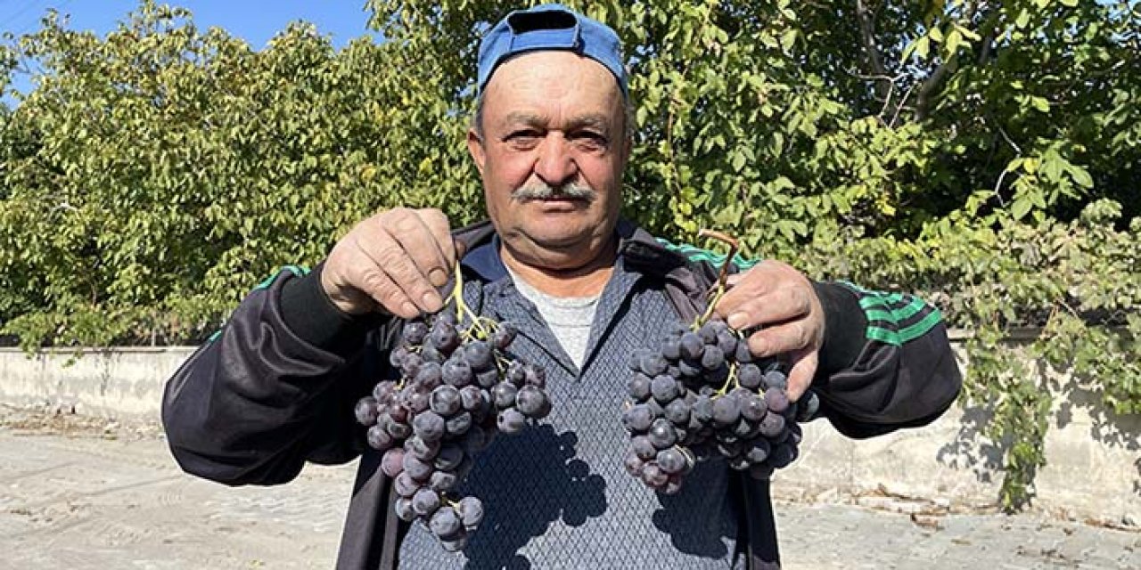 Tescilli İncesu üzümünün pekmez olma yolculuğu