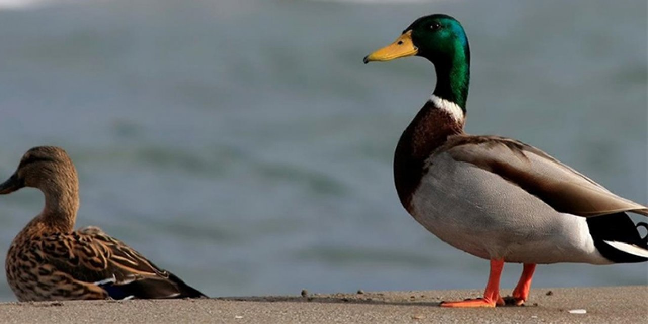 Kızılırmak Deltası‘nda yeşilbaşlı ördekler görüntülendi