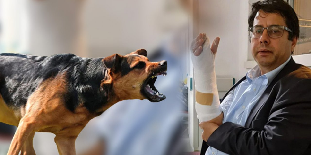 Emekli ağır ceza hakimi Ankara’da köpek saldırısına uğradı