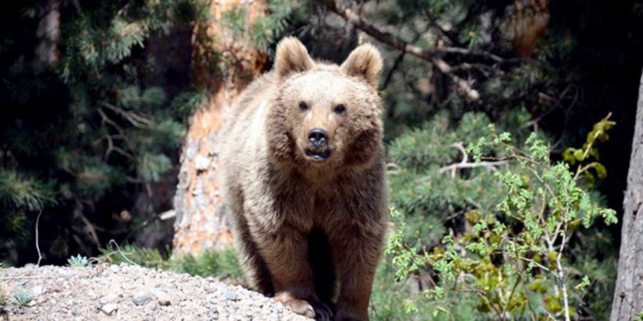 Artvin’de kapılar kırıldı : Ayılar yapmış olabilir