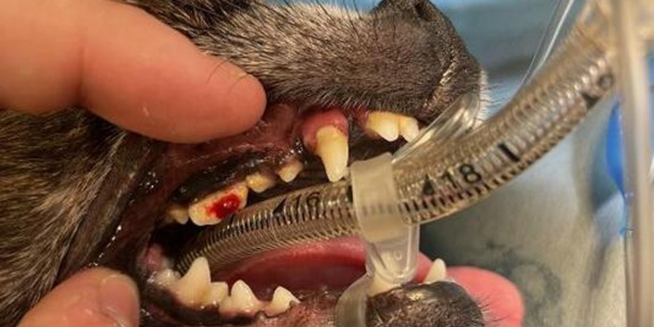 Köpeğin azı dişine kanal tedavisi yapıldı
