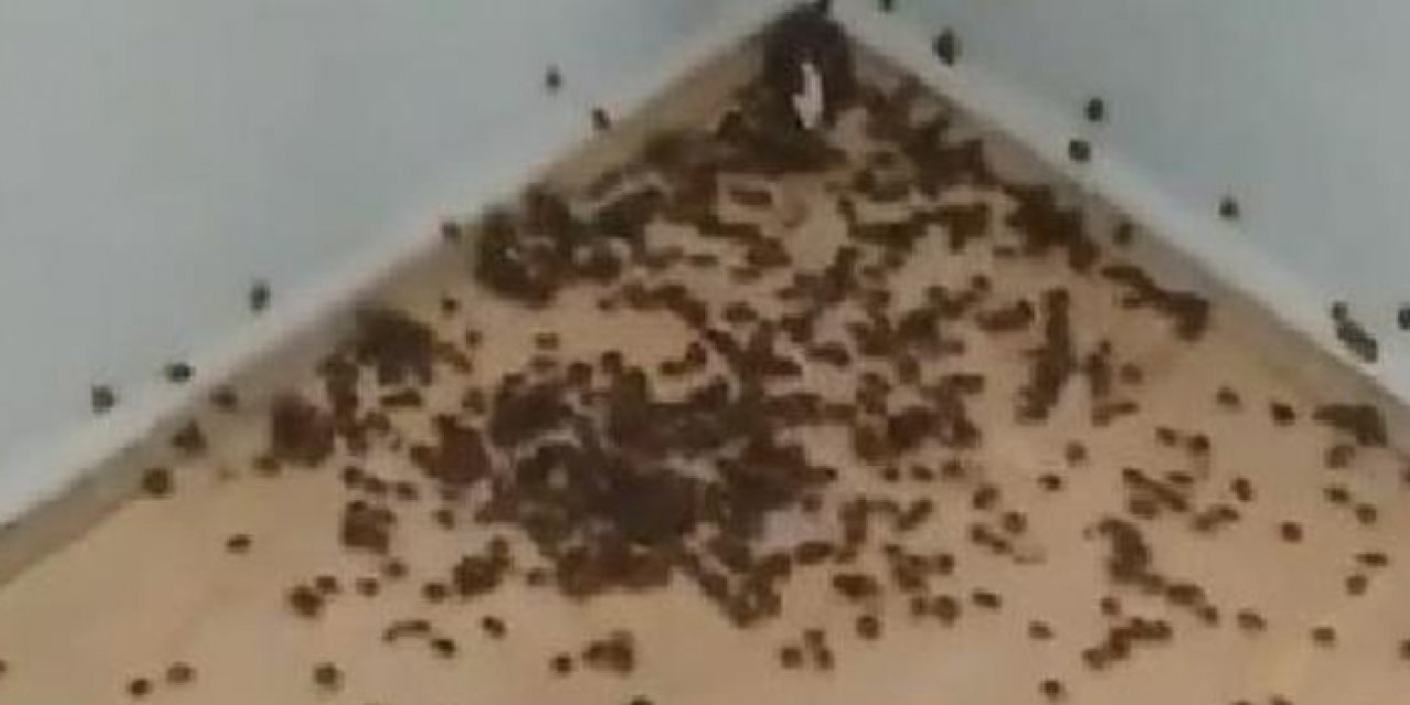 Karadeniz'de tarıma en çok zarar veren böcek tehlikesi