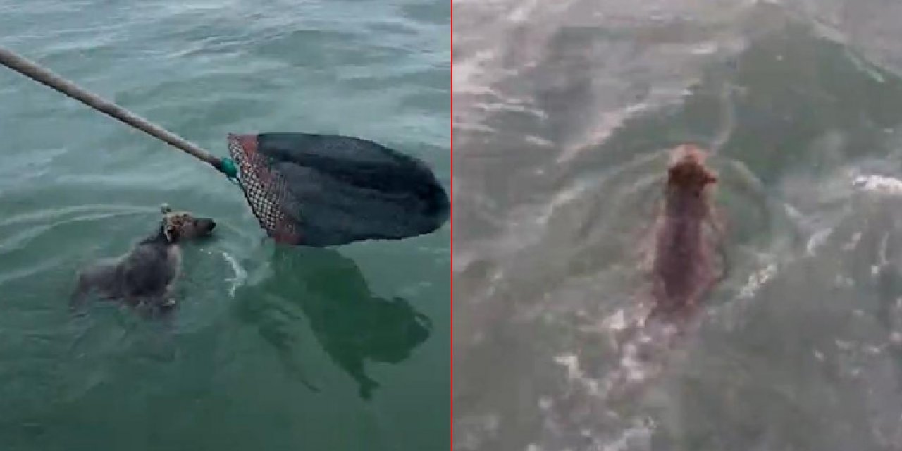 Denizin ortasında mahsur kalan yavru ayıyı balıkçılar kurtardı