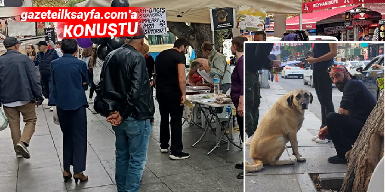 Sokak hayvanları bu yöntemle zarar görmeyecek: Popülasyonun önüne geçilmeli