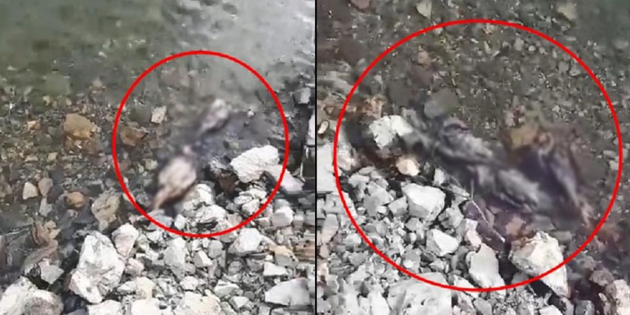 Balık tutmaya gitti; gördükleri karşısında şoke oldu