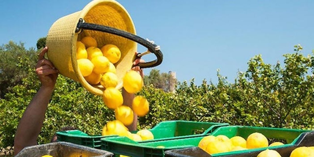 Türkiye'den ihraç edilen limonlarda bakteri şoku! Yunanistan geri gönderdi