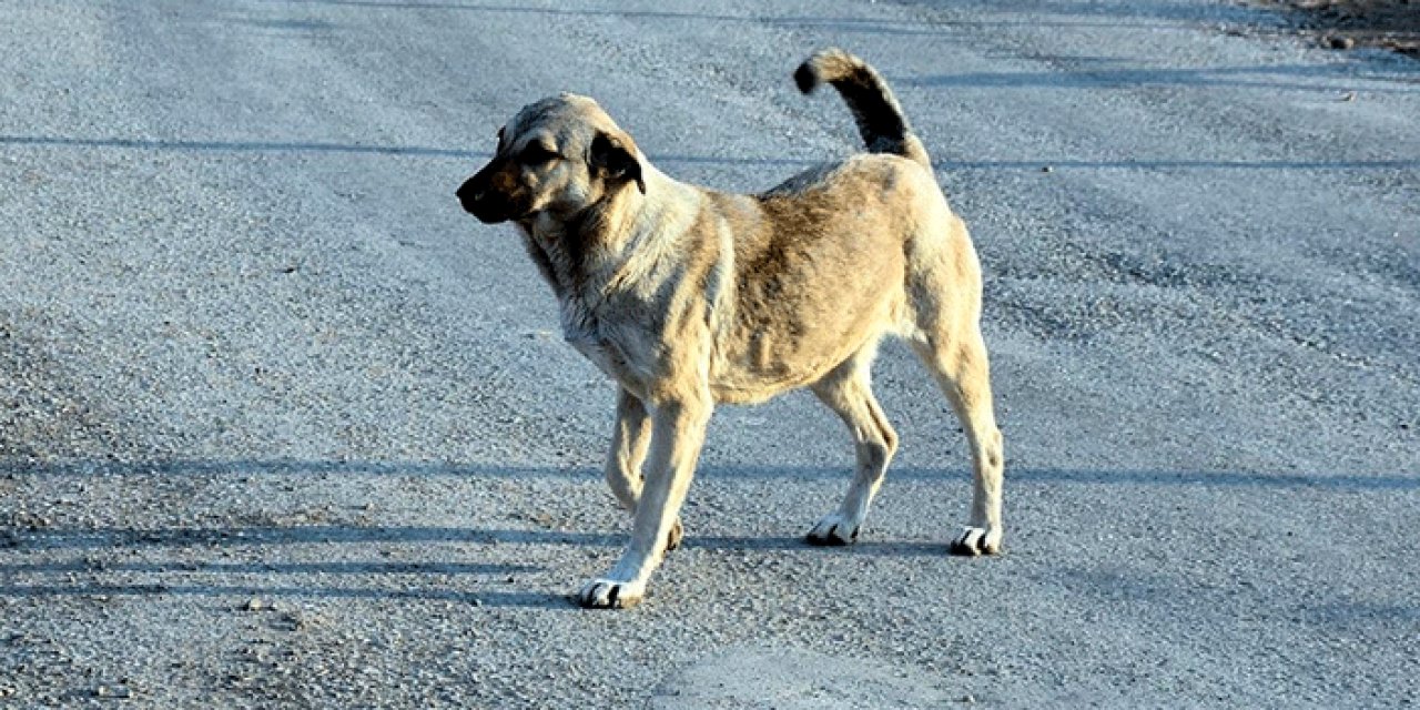 Sokak köpekleri için harekete geçildi: Artık onlar sorumlu olacak