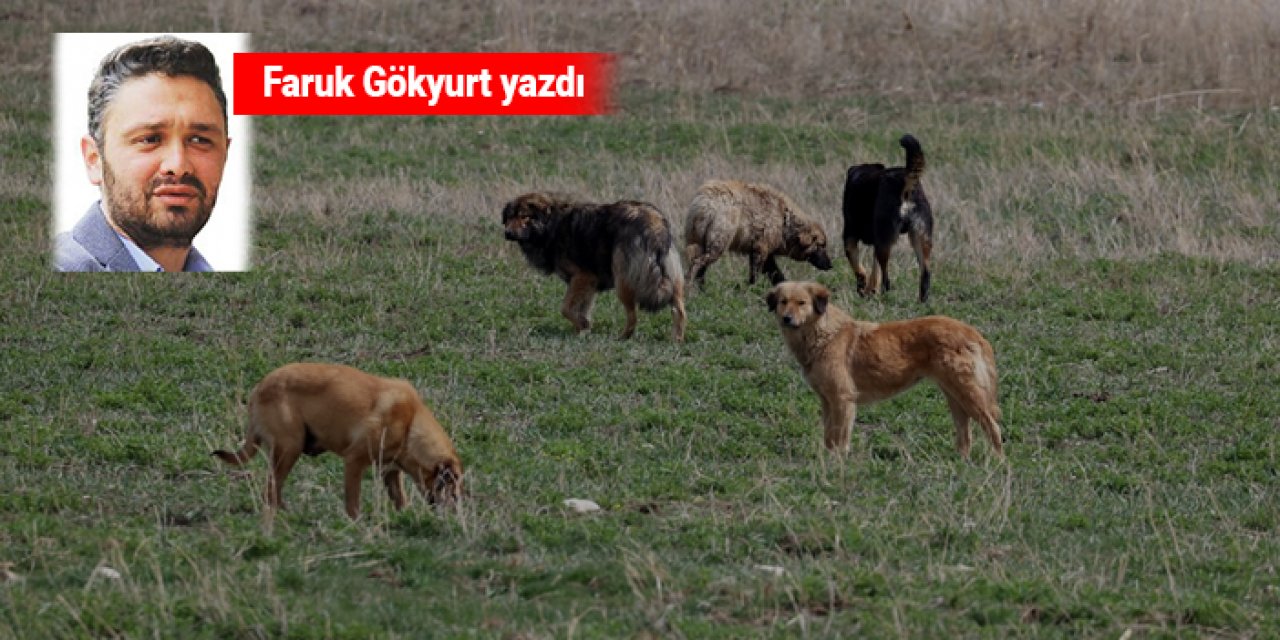 Çözüm kısırlaştırmak