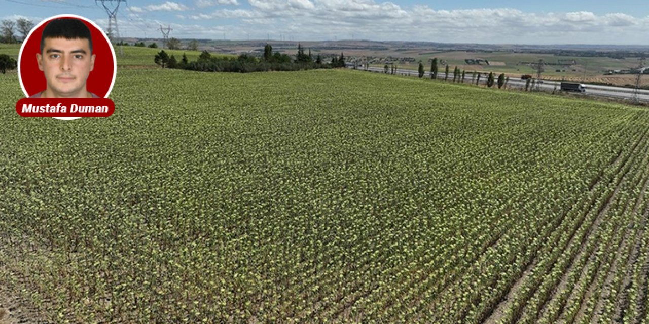 Tarım Bakanlığı’ndan atıl tarlalar için tohum desteği