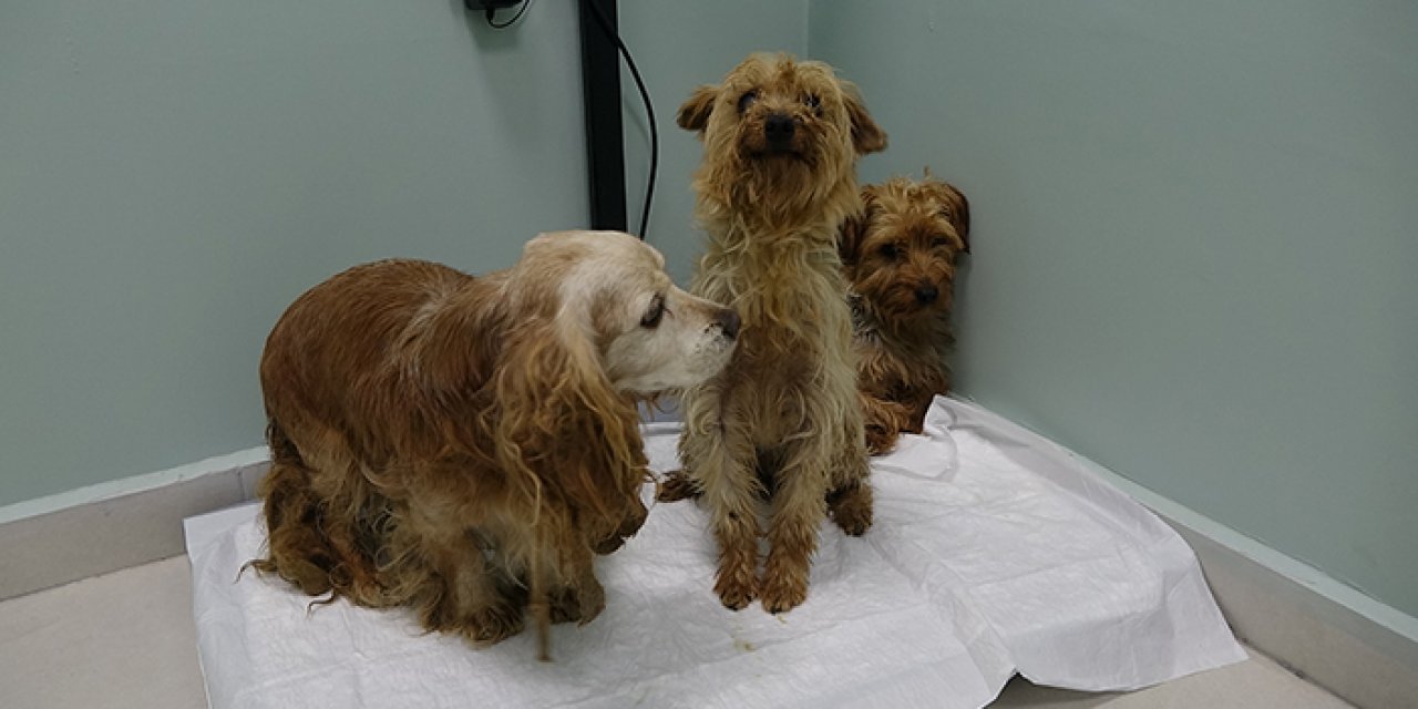 Üretip üretip sokağa salıyorlar: Başıboş köpek sorunu bu gidişle bitmez!